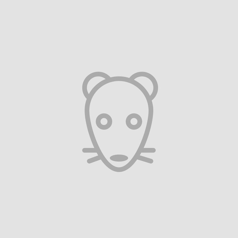 Komplektas Paukščiai